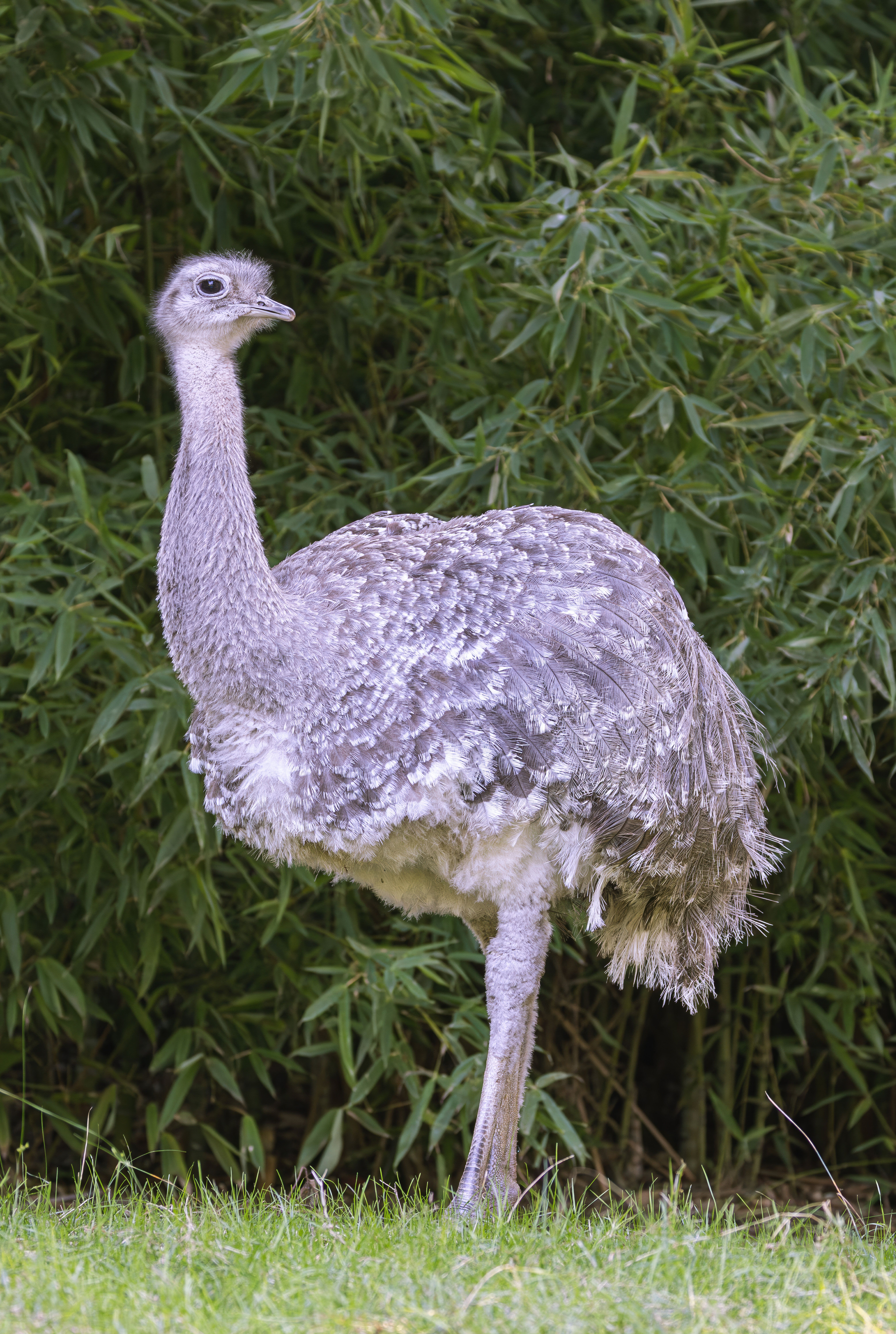 Greater Rhea Bird in Natural Habitat · Free Stock Photo