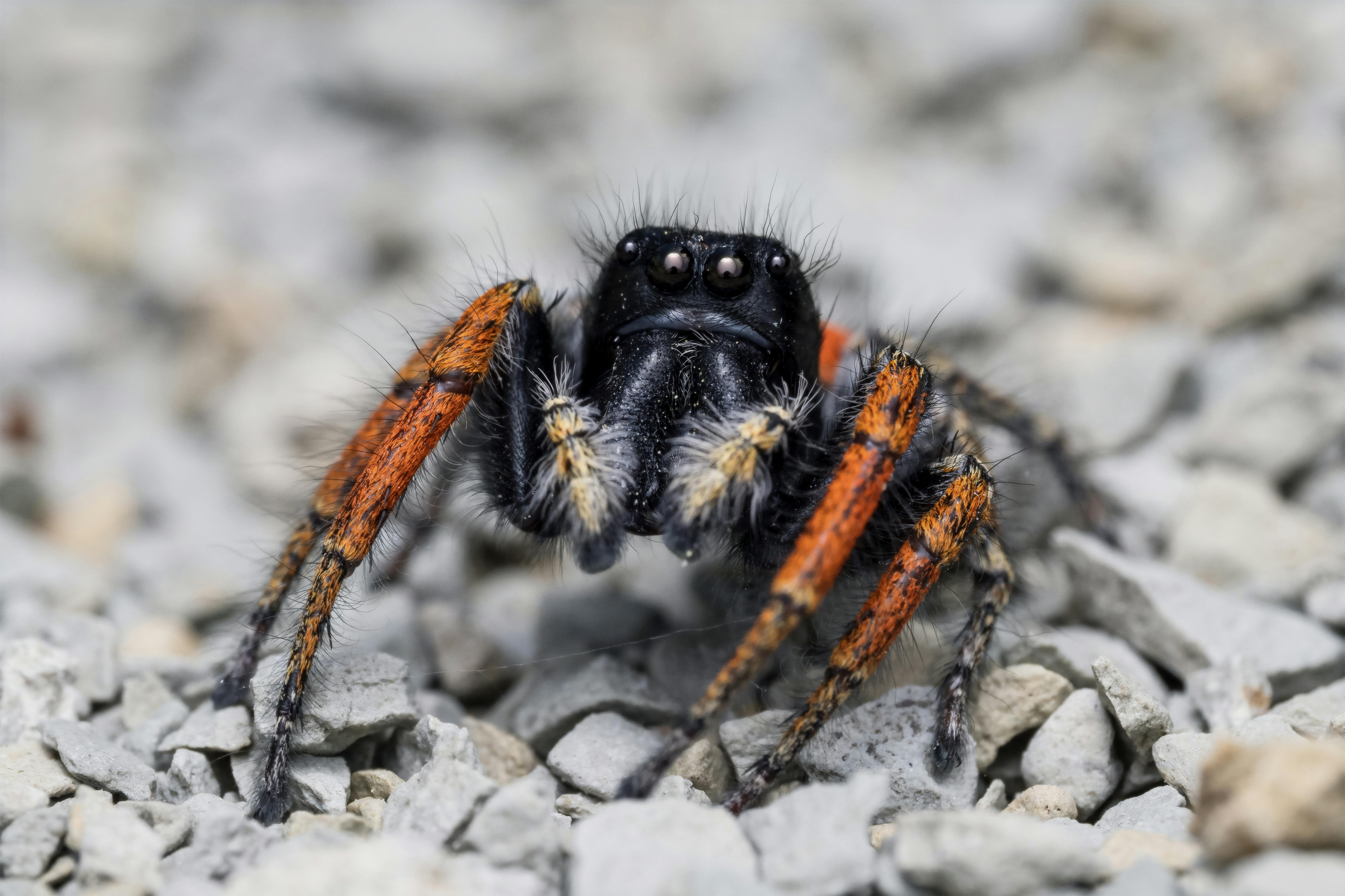 Detailed macro shot of a bold jumping spider with orange legs on gravel.