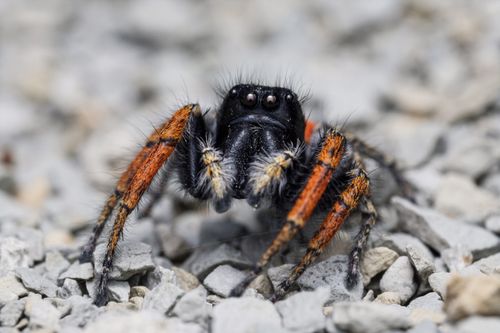 Free Detailed macro shot of a bold jumping spider with orange legs on gravel. Stock Photo