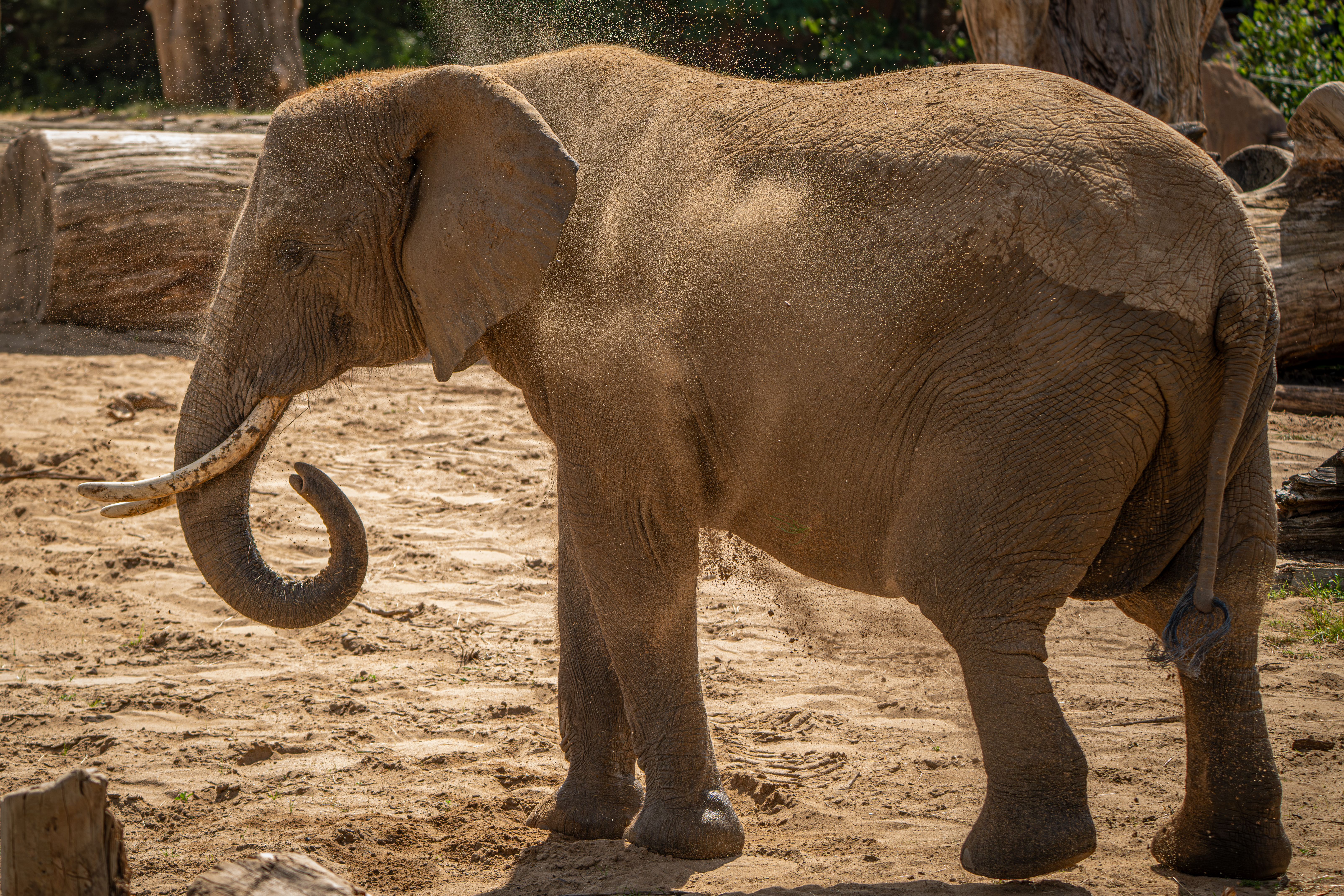 African Elephant
