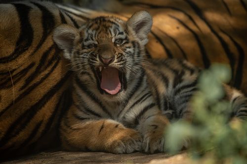 Free A cute tiger cub yawns while lying in a sunlit enclosure, showcasing its stripes. Stock Photo