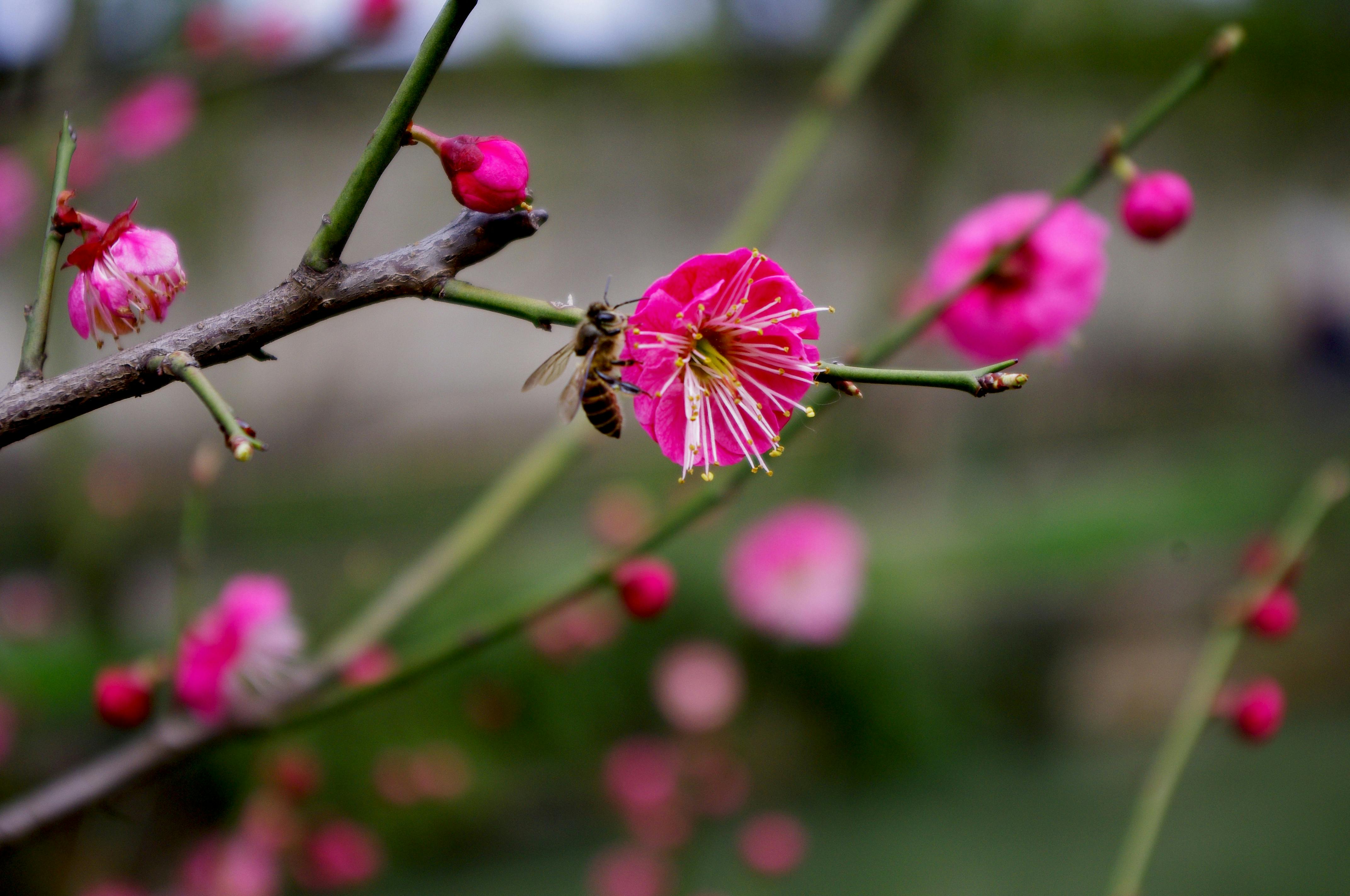 Close-up of a bee pollinating a vivid pink plum blossom on a branch outdoors in spring.