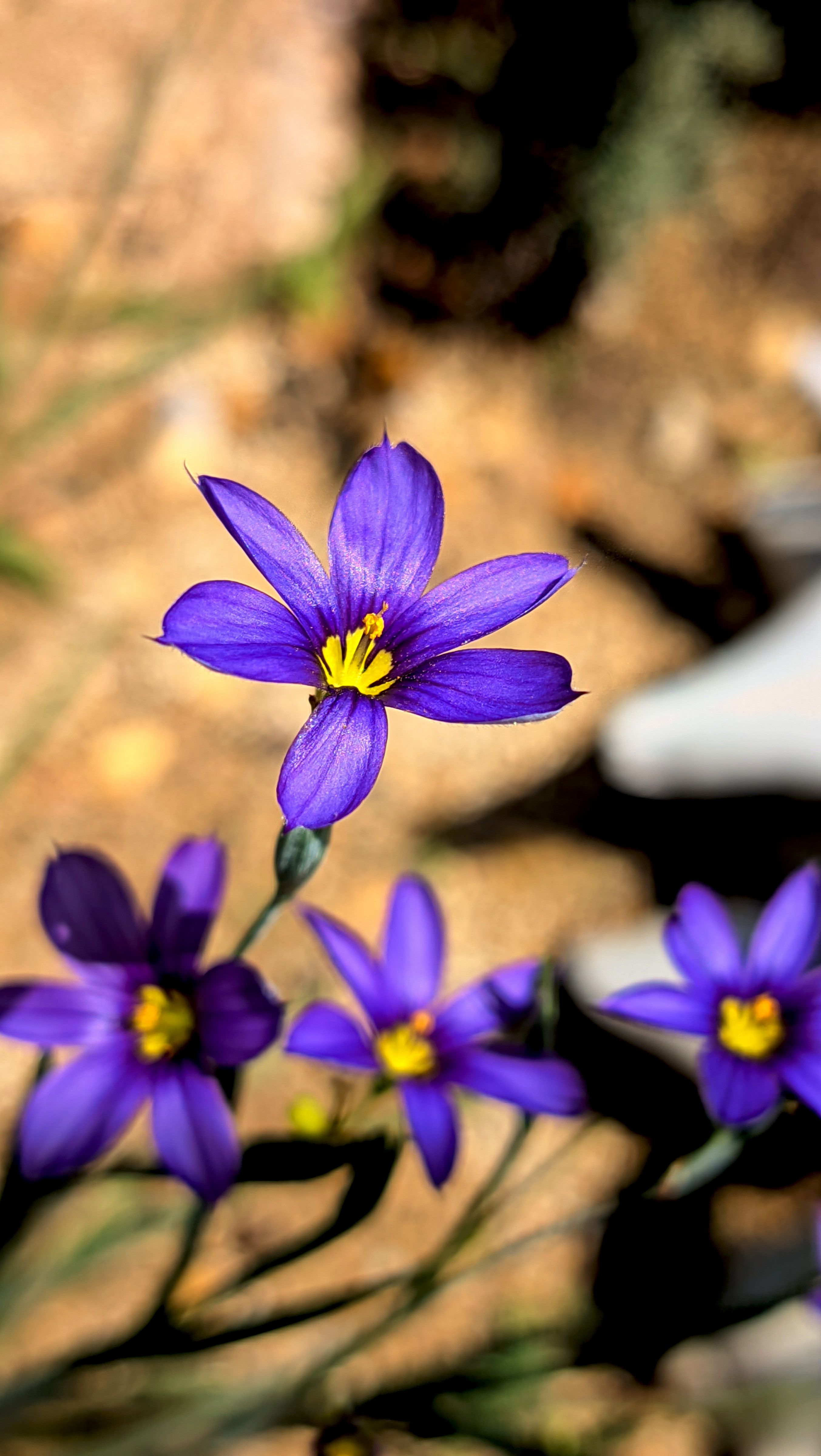 [ColoSach]-close-up-of-vibrant-purple-wildflowers-with-yellow-centers,-beautifully-captured-outdoors.