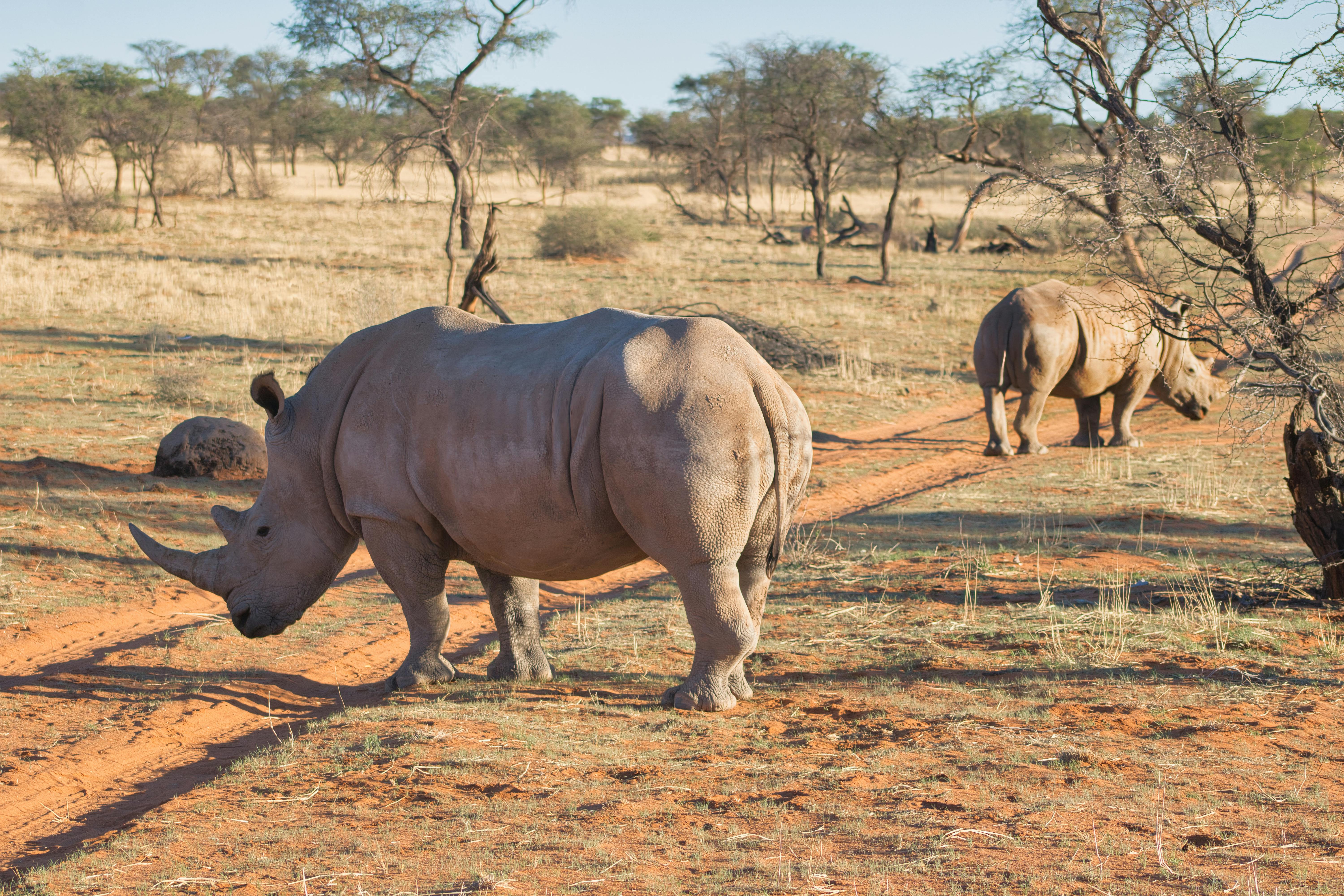 Free stock photo of namibia, rhinoceros, savana