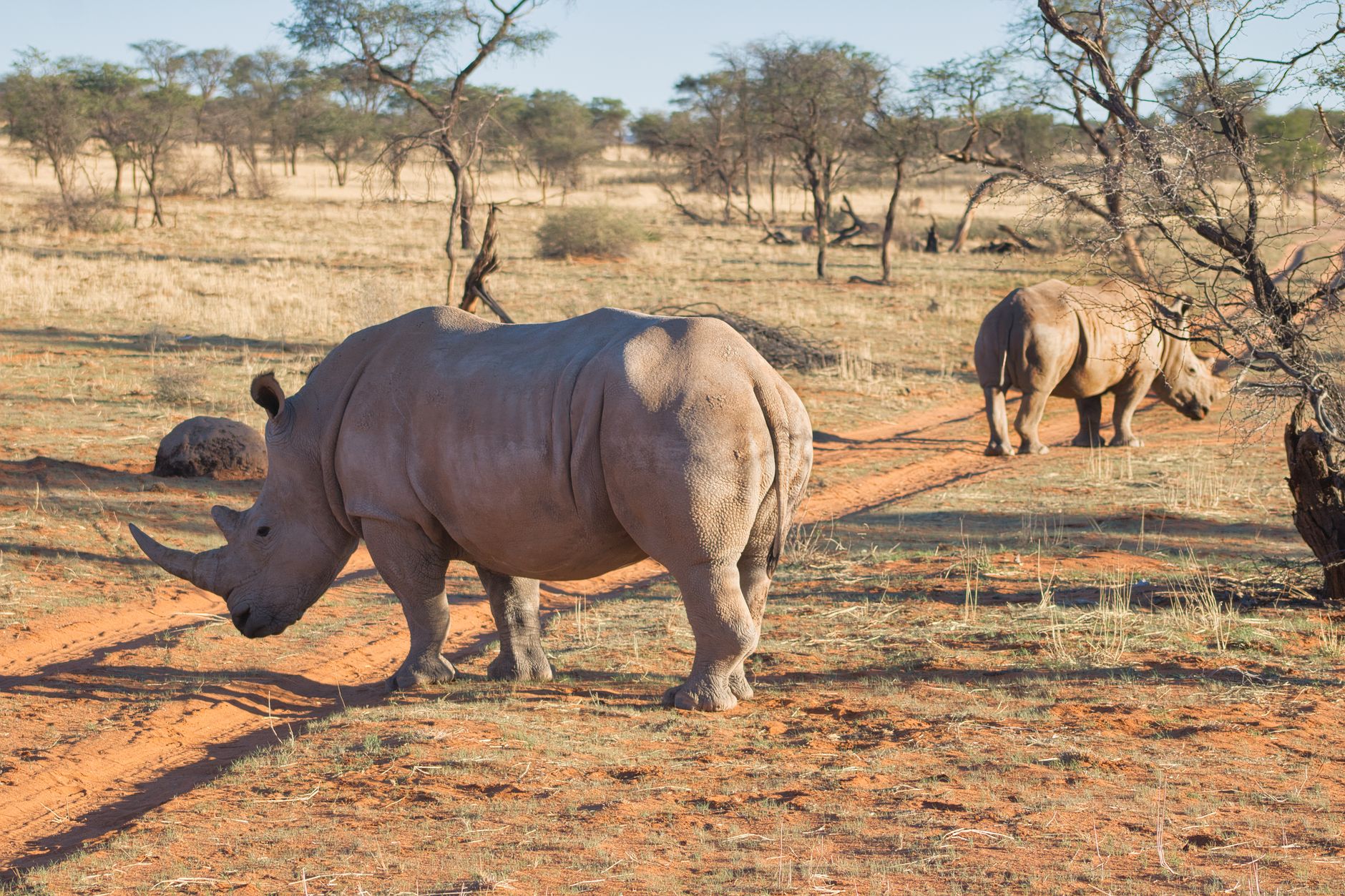 Two rhinos in Namibia's savanna under clear skies, showcasing their natural habitat.