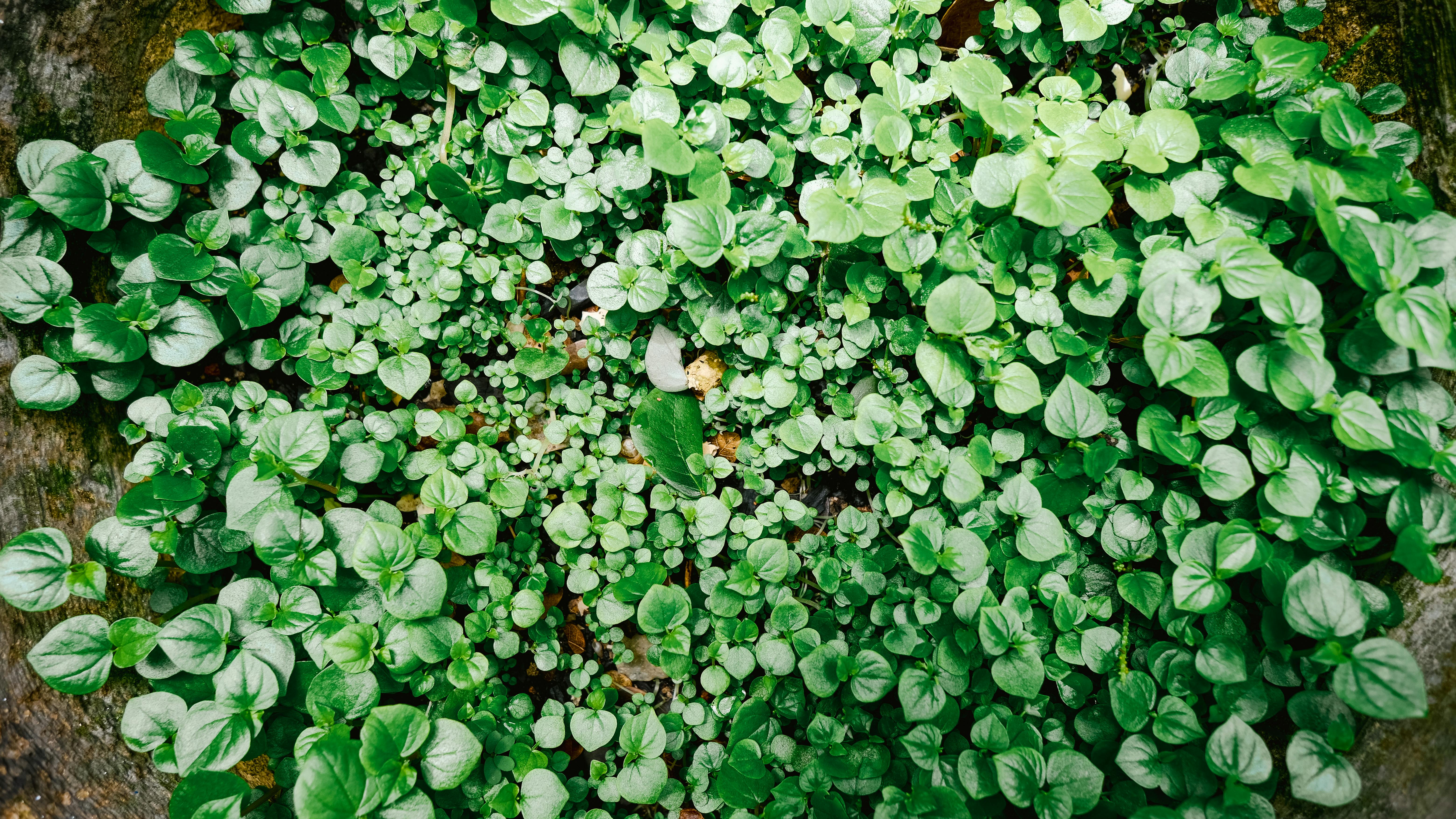 Top view of vibrant green ground cover plants, creating a natural texture and pattern.
