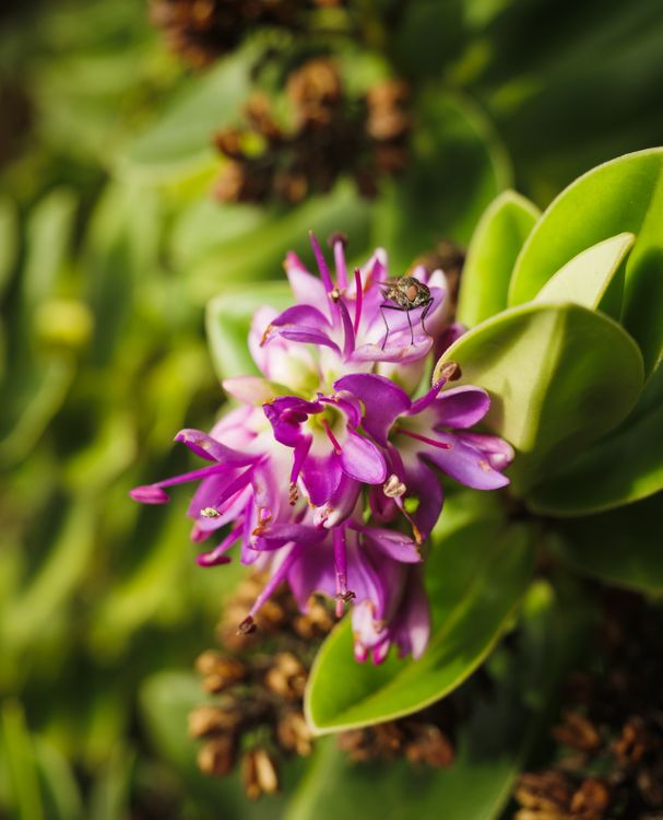 Beautiful Insect Purple Vibrant Purple Flower with Insect Close-Up · Free Stock Photo