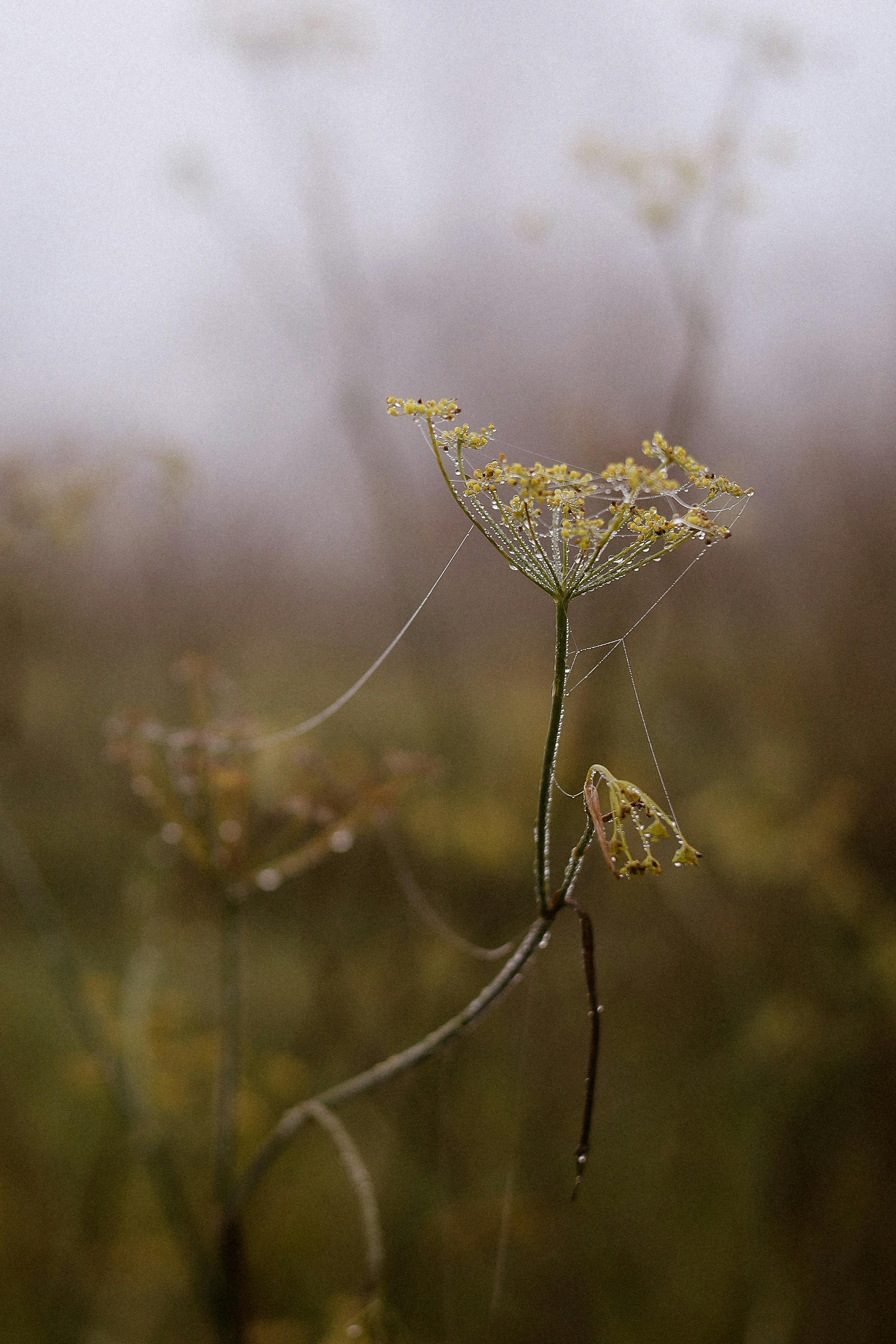 Close-up of a flower with spiderwebs in a misty setting, creating a serene atmosphere.