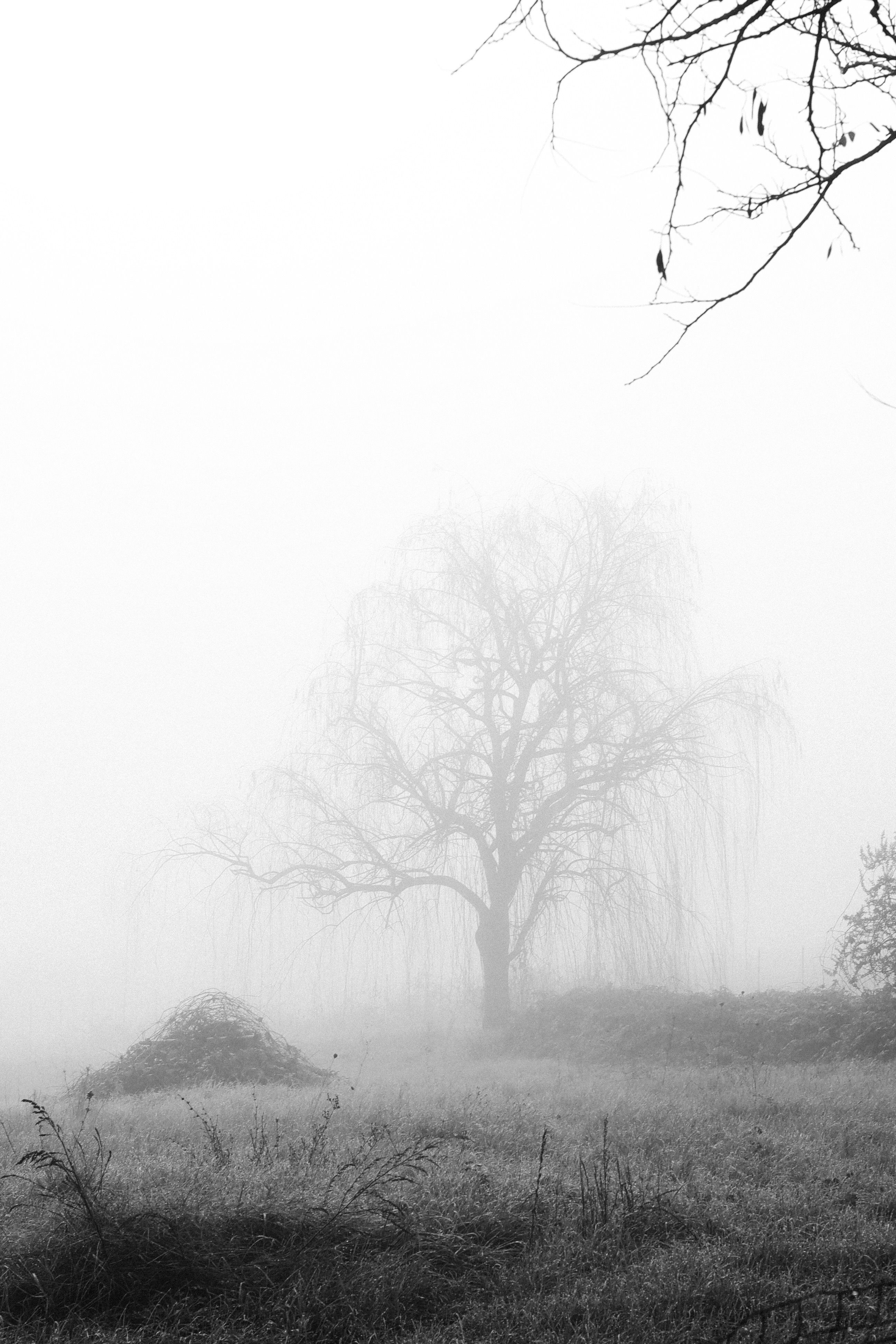 Ethereal Winter Fog with Silhouetted Tree · Free Stock Photo