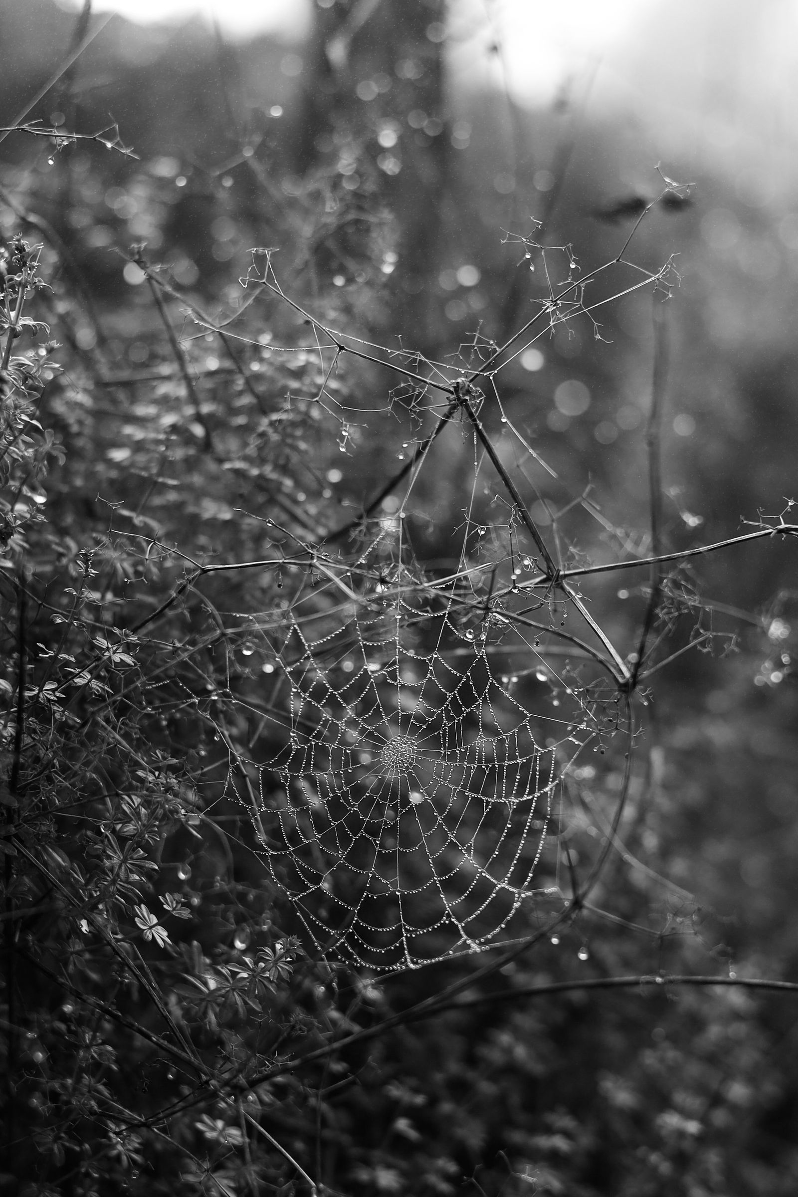 Black-and-white close-up of an intricate spider web covered in dewdrops