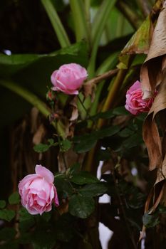 Beautiful pink roses blooming in dense green foliage, captured outdoors.