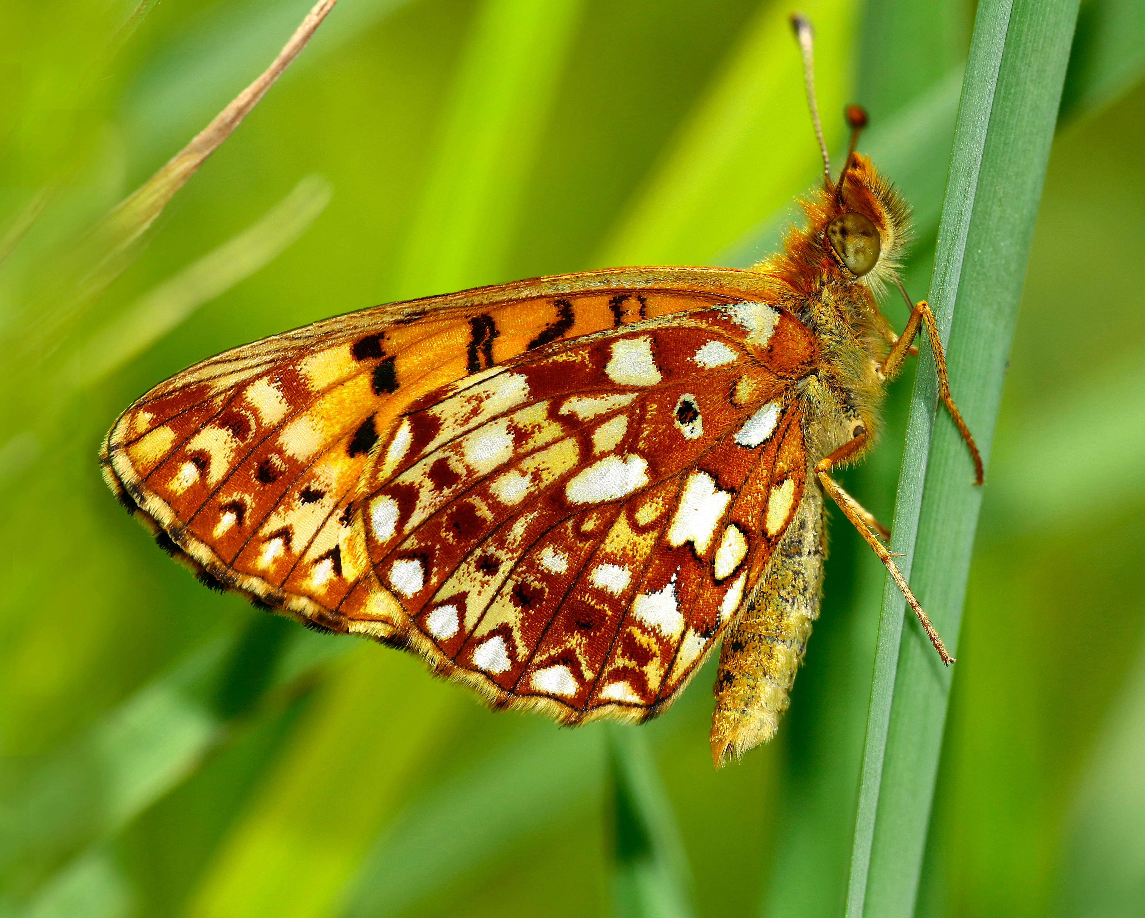 Close-up of a silver-bordered fritillary butterfly perched on green grass in nature.