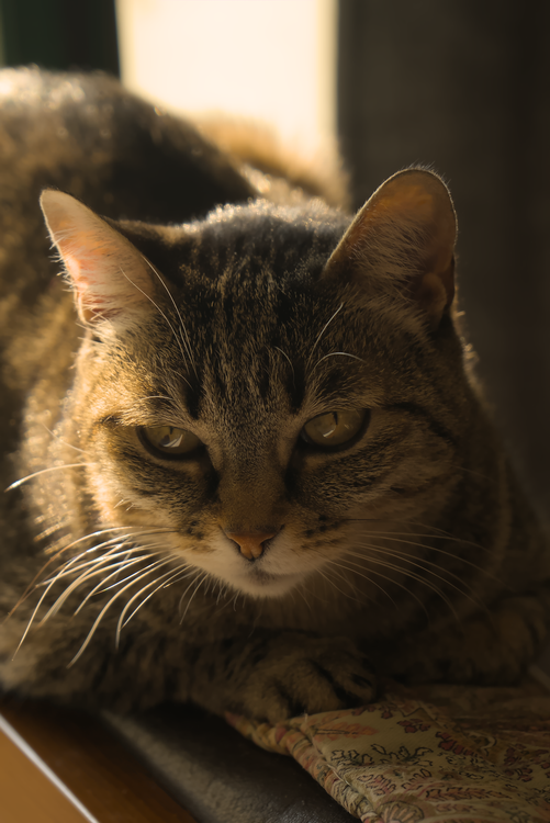 Close-Up Portrait of a Tabby Cat in Warm Light · Free Stock Photo