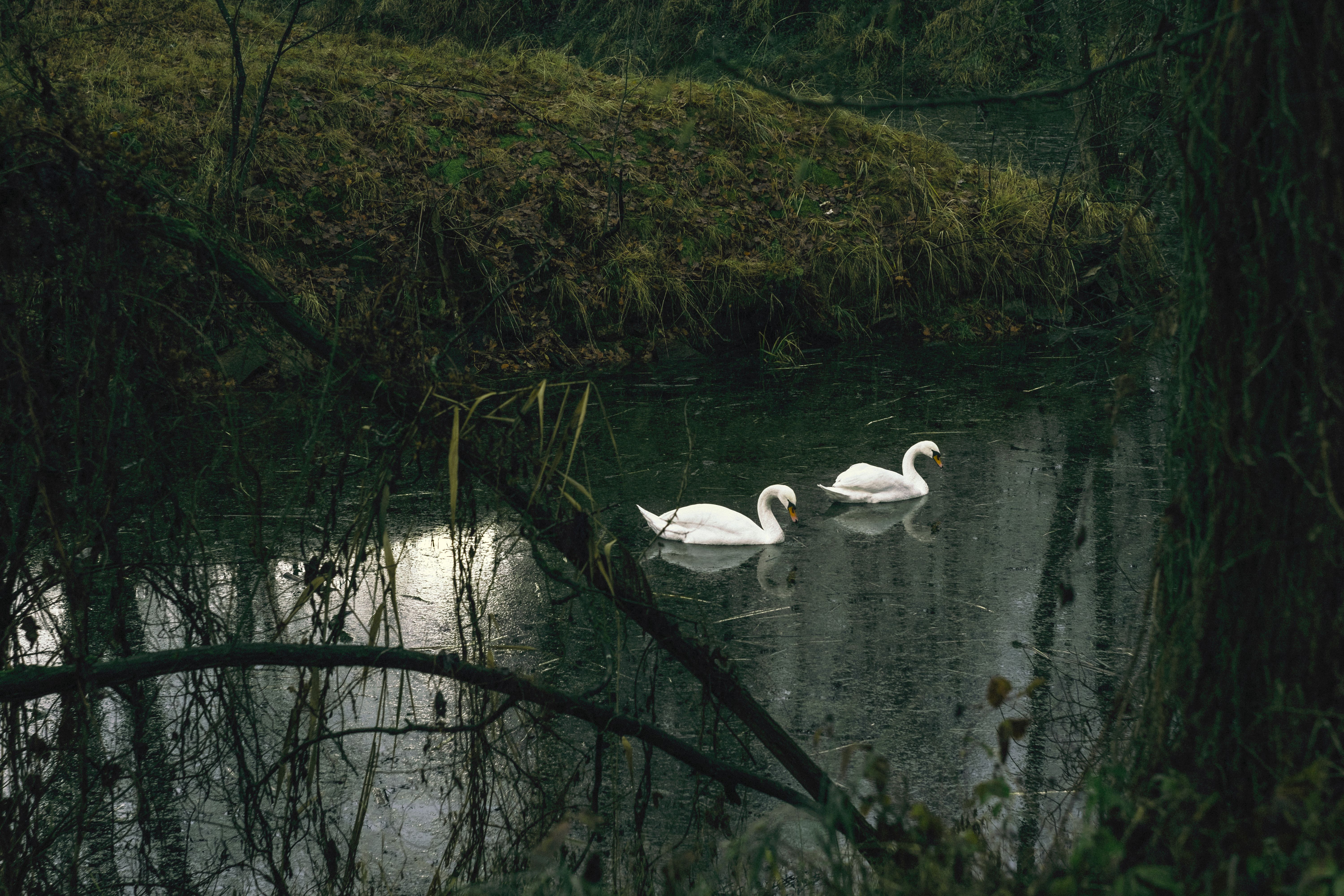 The Wild Swans Photos, Download The BEST Free The Wild Swans Stock
