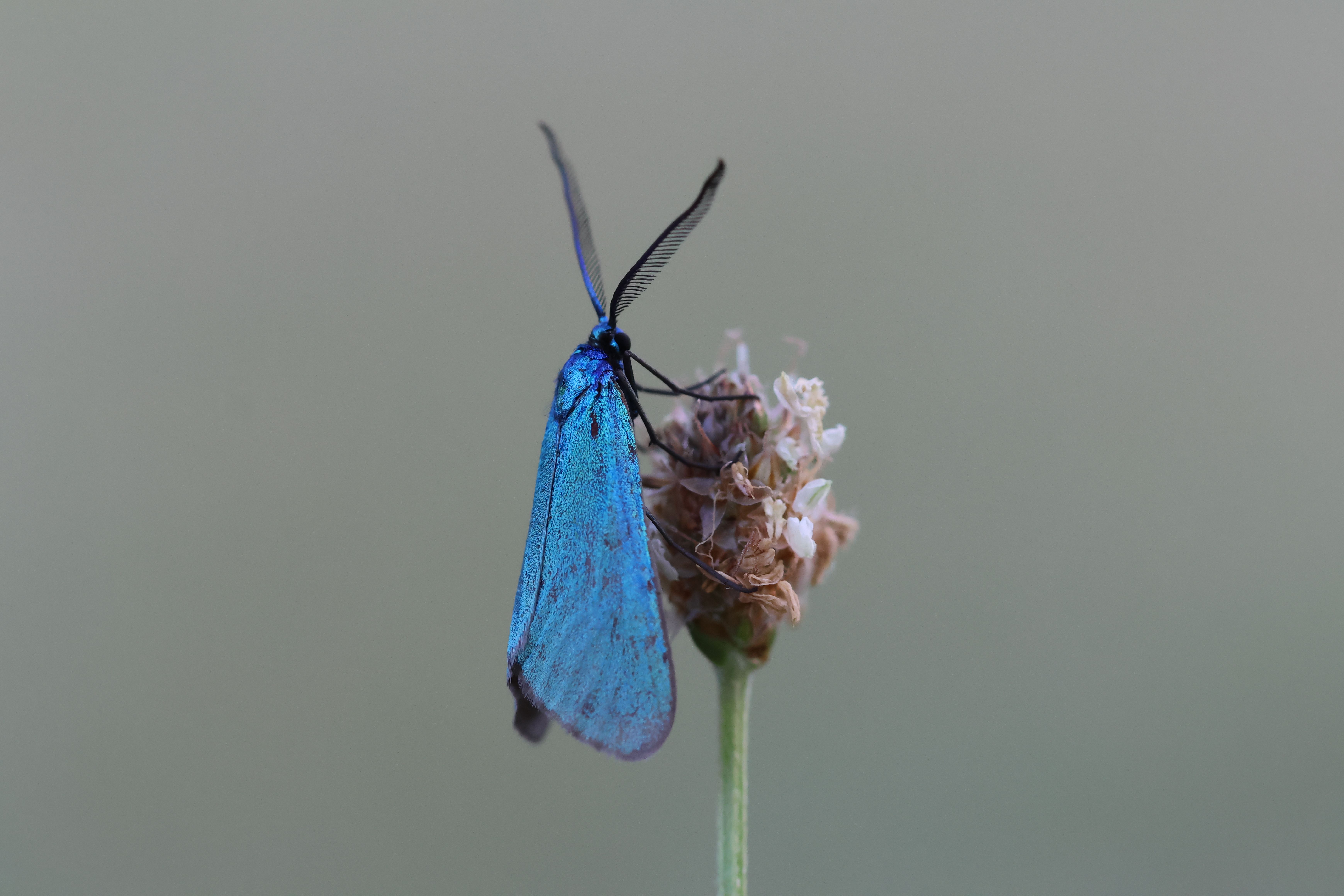 Close-up of a Vibrant Blue Moth on a Flower · Free Stock Photo