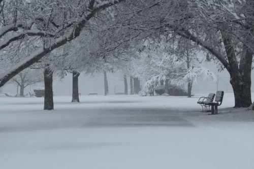 Free Peaceful winter park with snow-covered benches and trees. Stock Photo