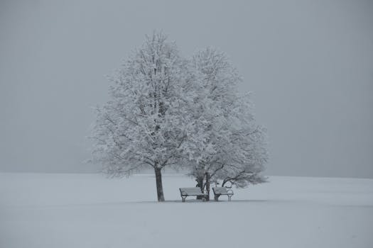 A tranquil winter scene of snow-laden trees and benches in a snowy field.