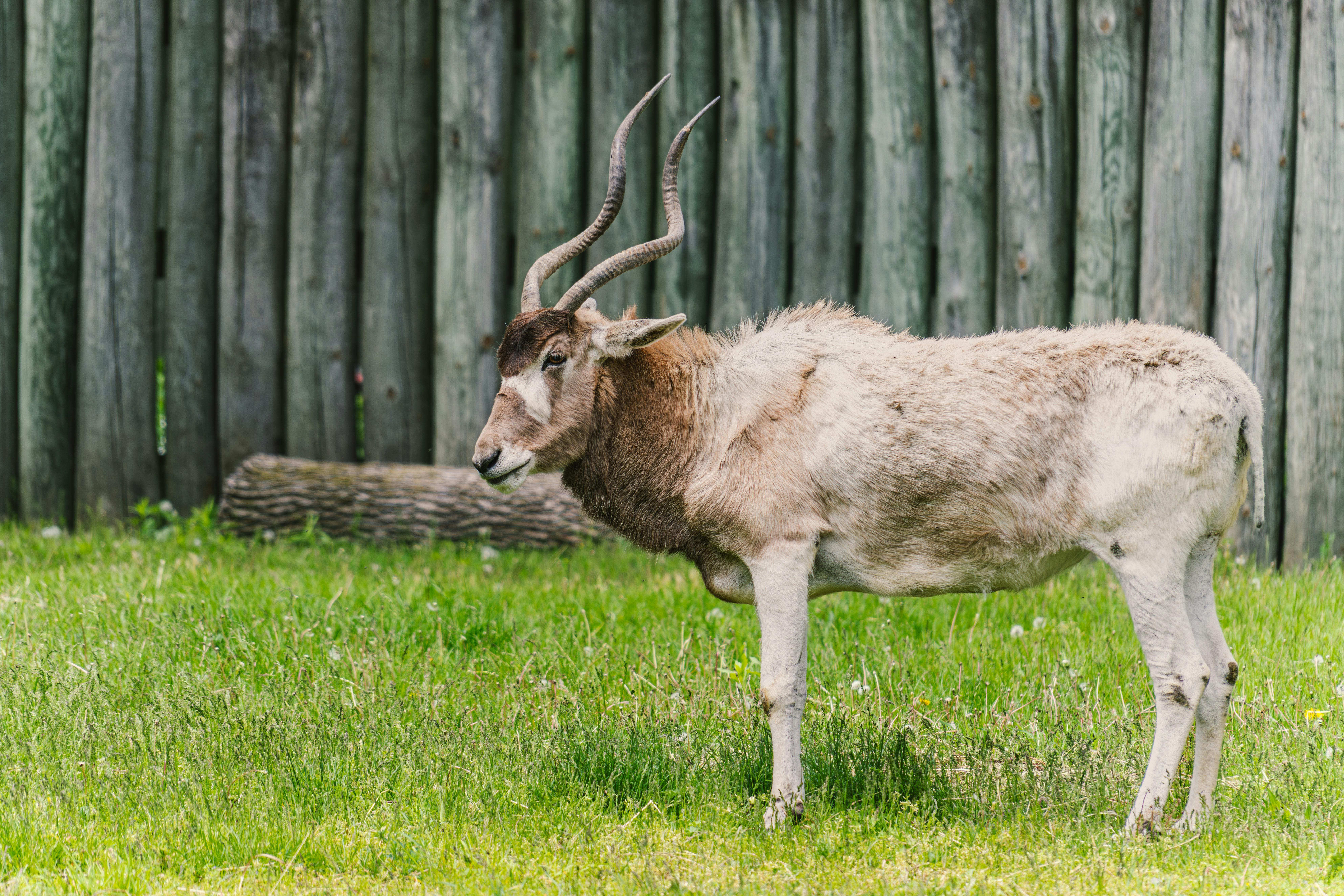 Discoveries of Rare Species in Remote Forests