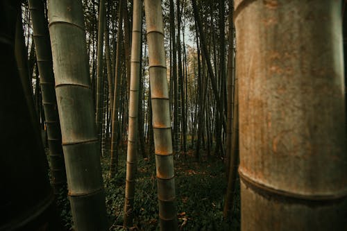 Безкоштовне стокове фото на тему «бамбук, день, дерева»