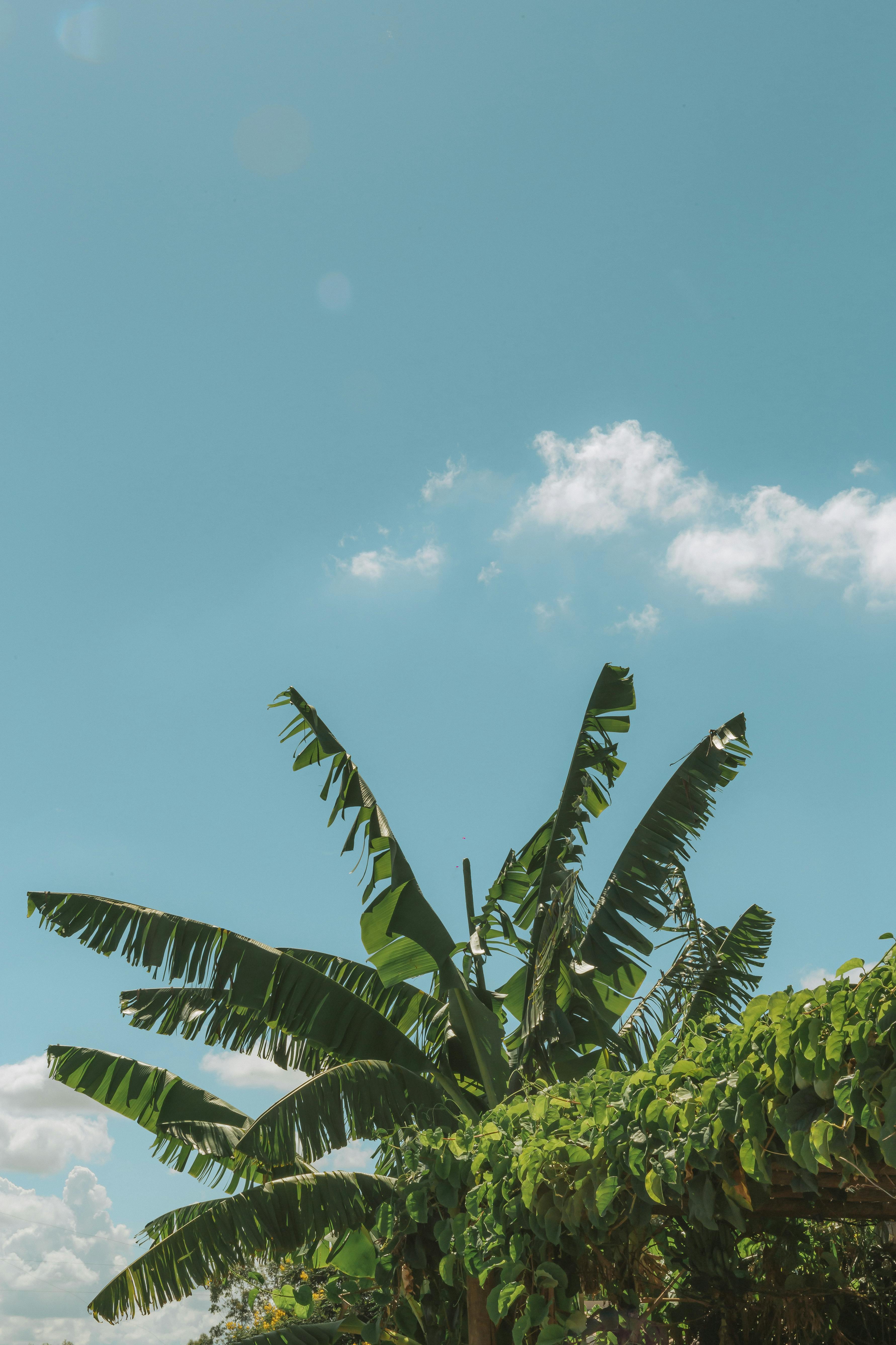 De franc Foto d'estoc gratuïta de a l'aire lliure, agricultura, anunci de l’embaràs Foto d'estoc