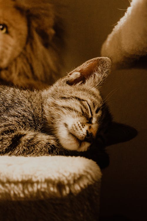 Коричневый полосатый кот спит