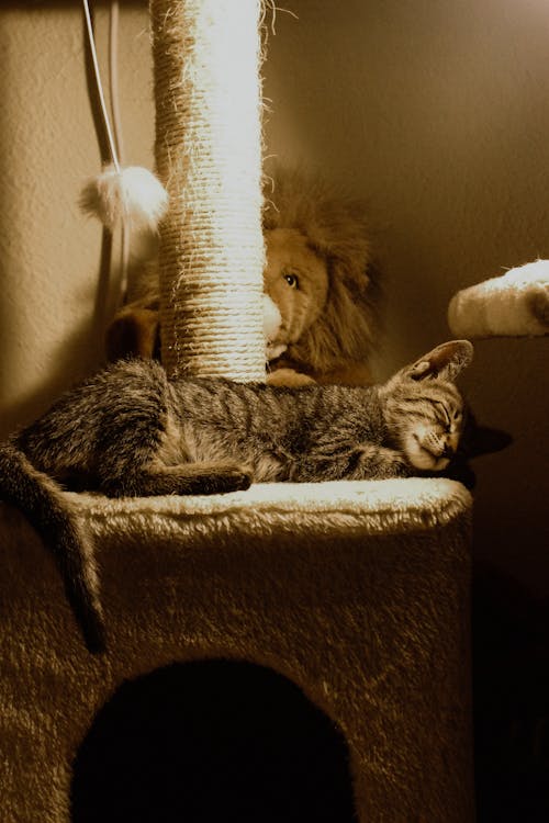 Brown Tabby Cat Lying on Cat Tree