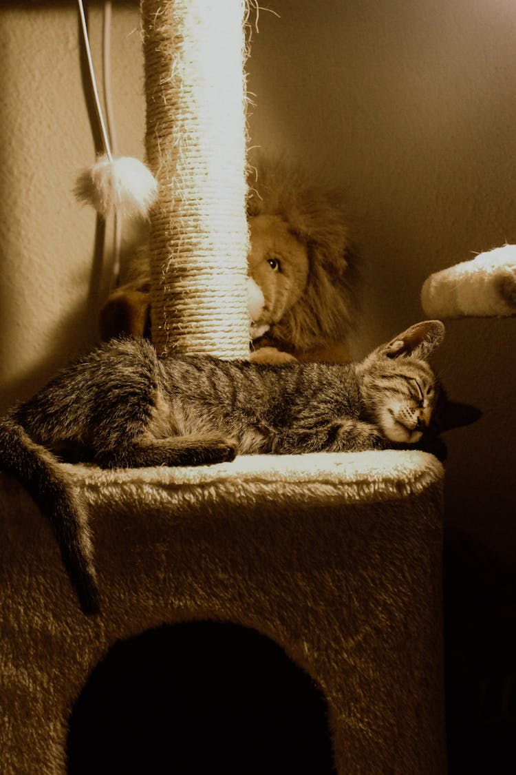 Brown Tabby Cat Lying On Cat Tree