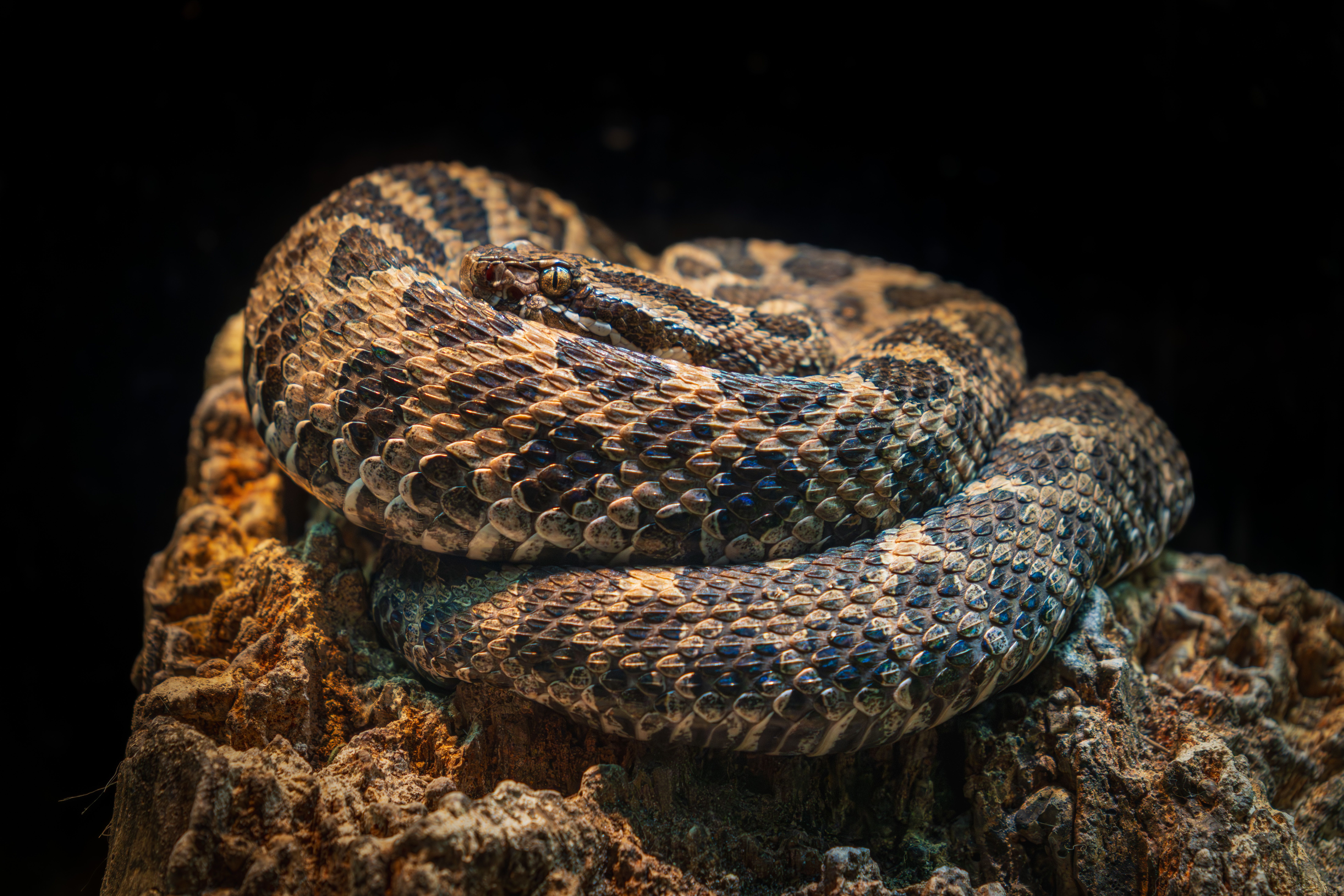 Macro photo of coiled Eastern Massasauga rattlesnake displaying scales and patterns.