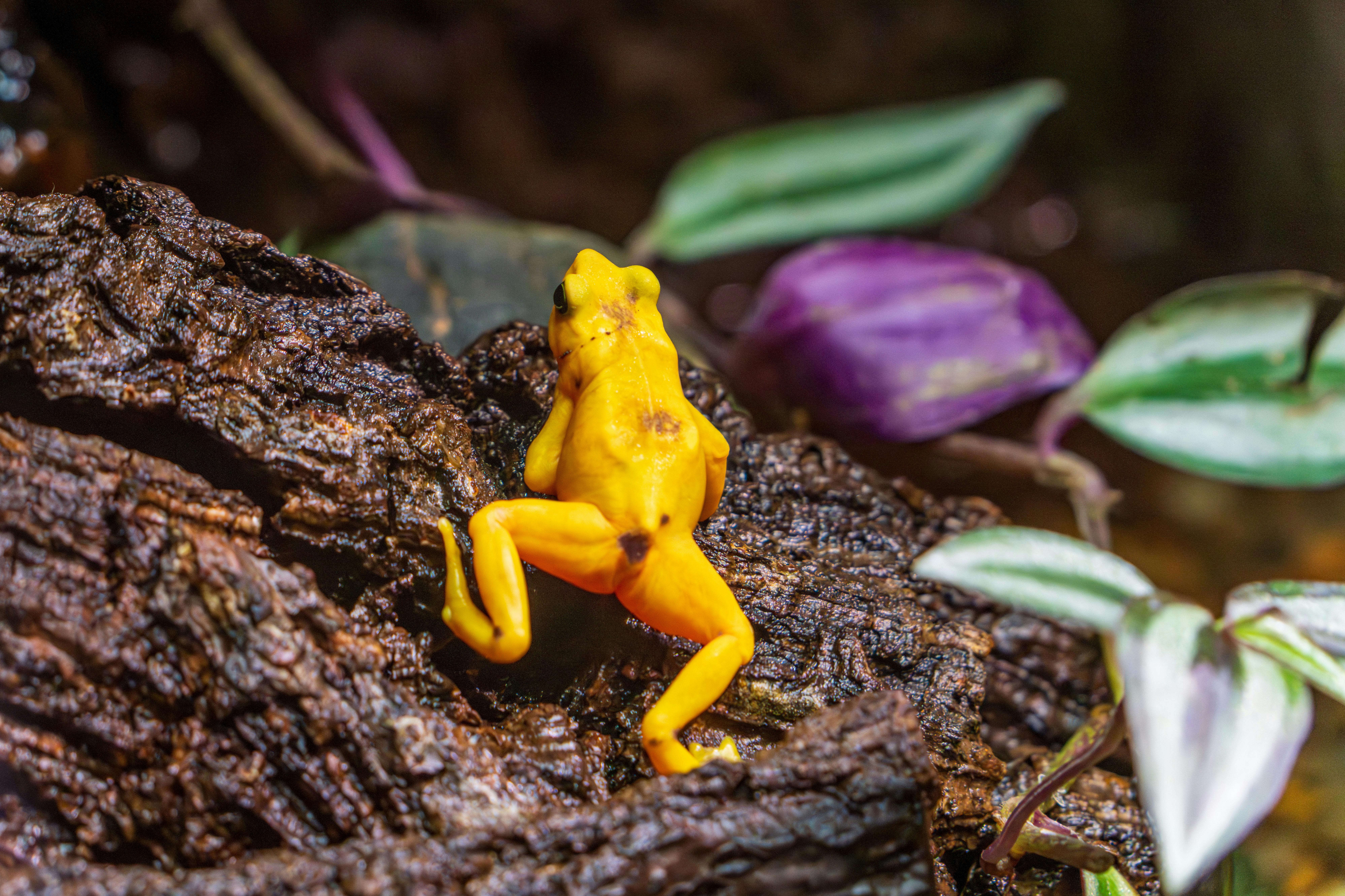 EUA podem repetir o que fizeram no Panamá?