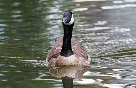 A single Canadian goose elegantly swimming on a reflective pond surface.