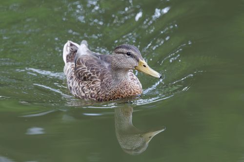 Free A detailed image of a duck gracefully swimming on a reflective green water surface. Stock Photo