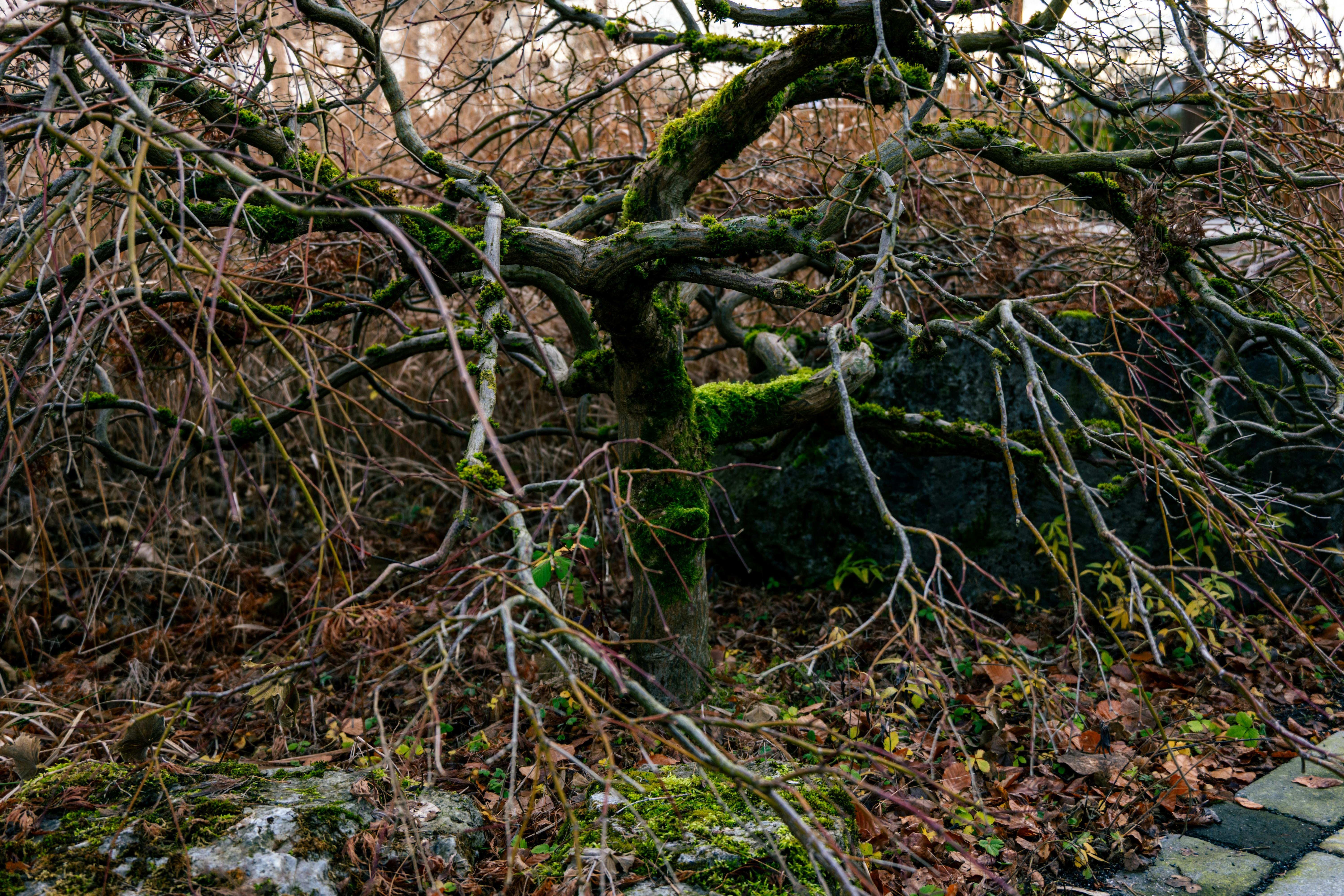 Fertilizing lawn grass for fertilizing