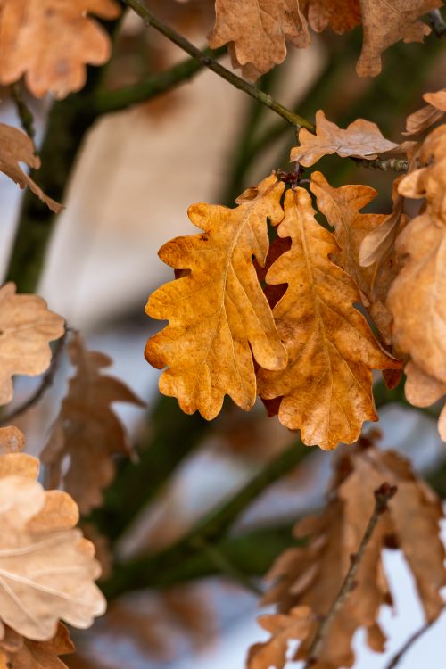Free Detailed image of golden oak leaves during fall, showcasing nature's vibrant colors. Stock Photo