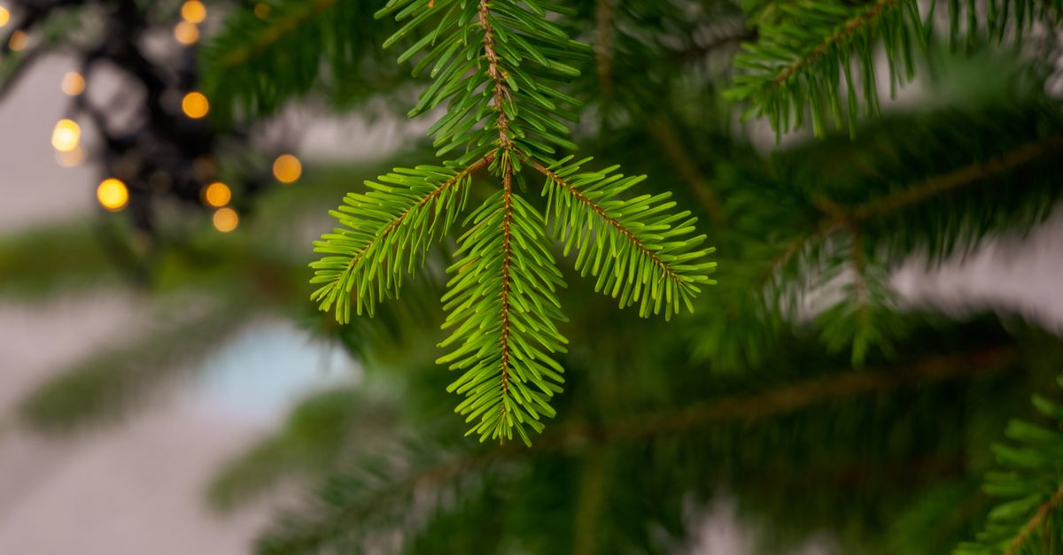 Les meilleurs sapins artificiels durables