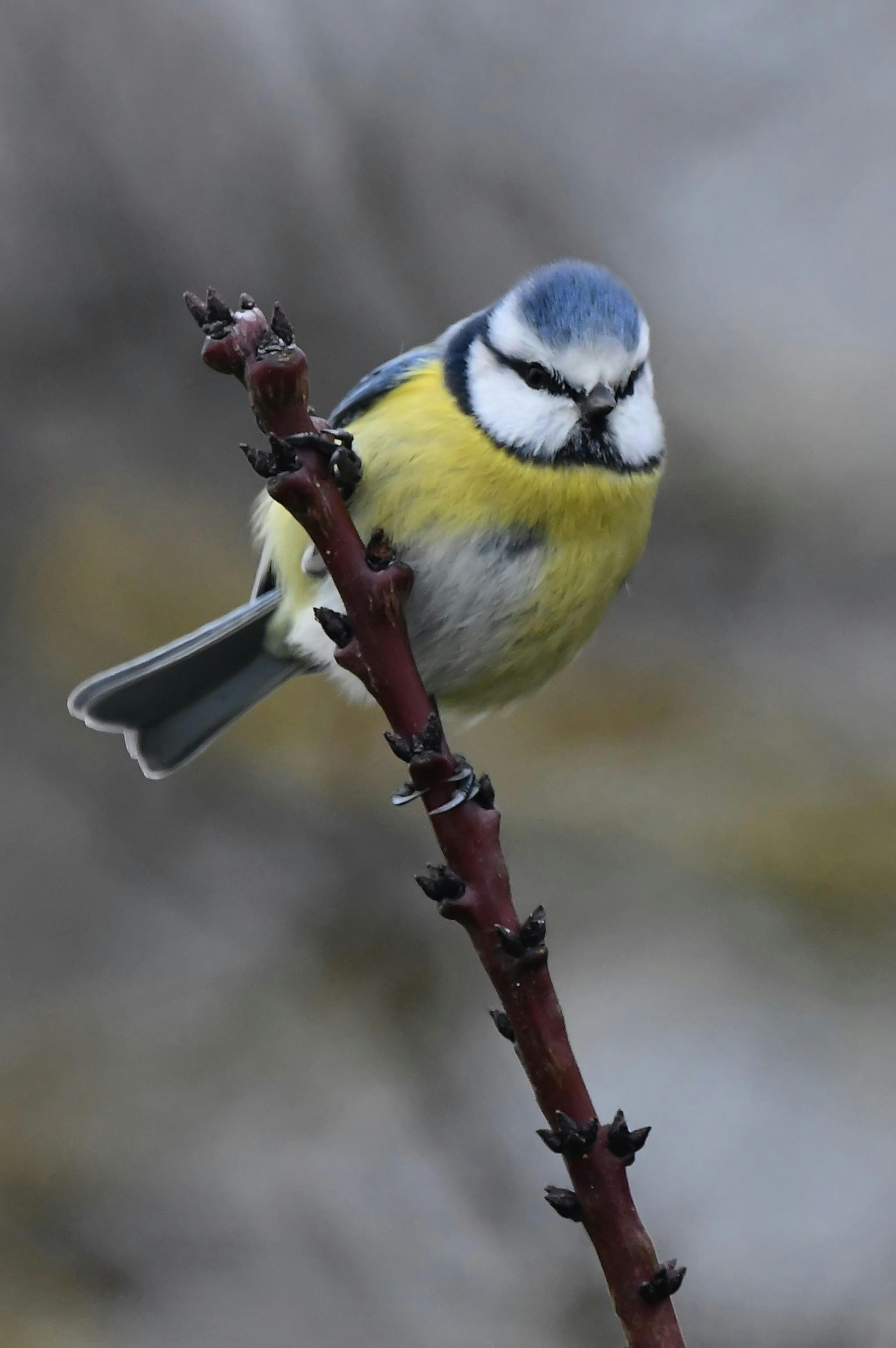 Bird Watching For Beginners