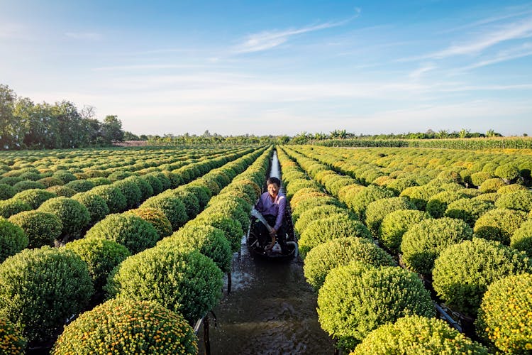 Man Watering Plants In Garden