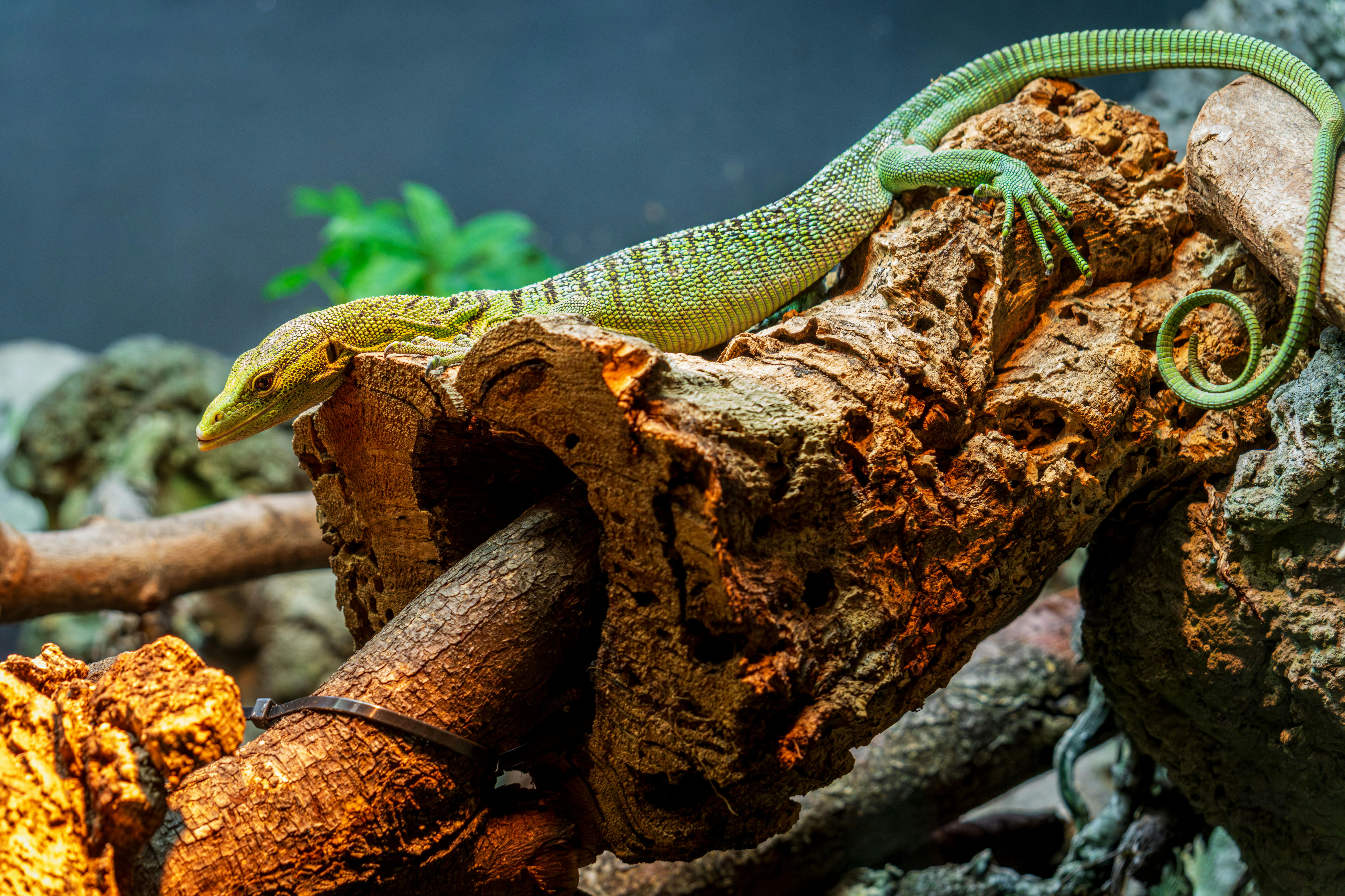 A vibrant emerald tree monitor (Varanus prasinus) rests on a log at Buffalo Zoo, showcasing its striking green scales.