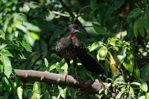 Free A wild bird with striking features perched amidst lush green foliage in a tropical setting. Stock Photo