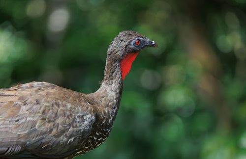 Free Detailed close-up of a Chachalaca bird with vibrant red throat against lush green background. Stock Photo