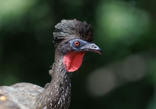 Free Photograph of a bird with red throat against blurred green background, showcasing its unique features. Stock Photo