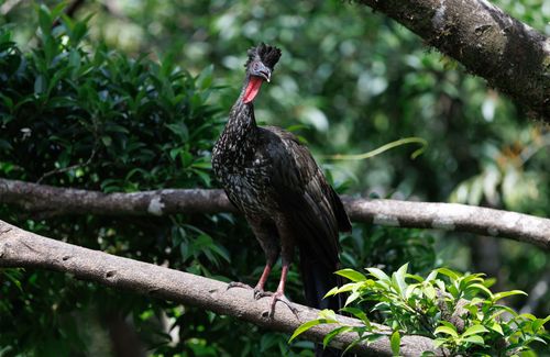 Free Crested guan bird stands on tree branch in vibrant jungle setting. Stock Photo