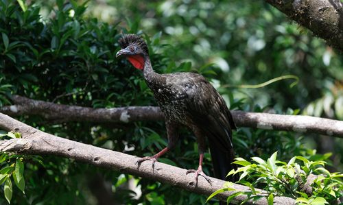 Free Crested Guan bird observed perched on a branch amidst lush tropical foliage Stock Photo