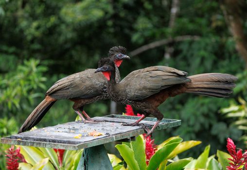 bird photo