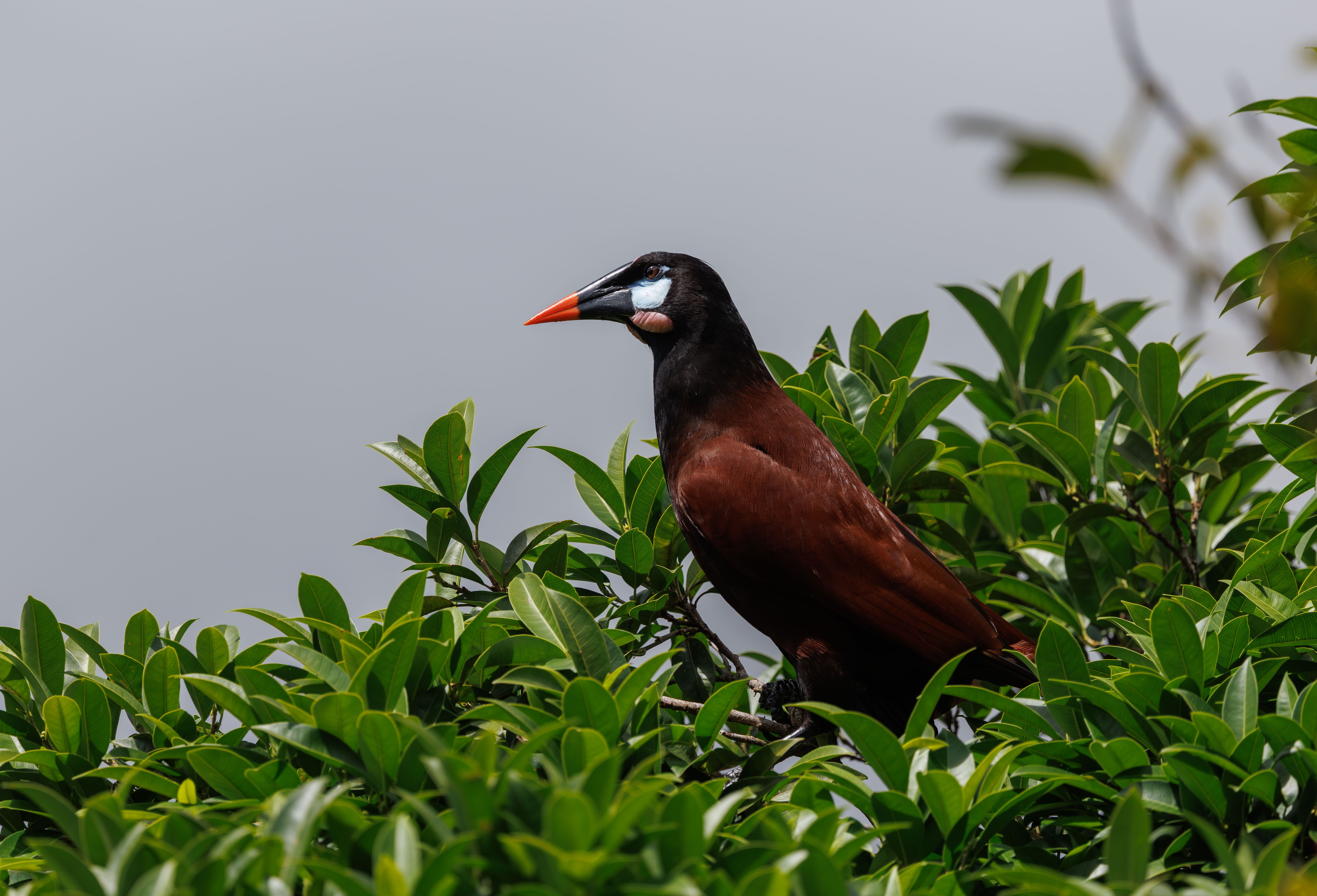 Stunning Chestnut-headed Oropendola Perched in Foliage · Free Stock Photo