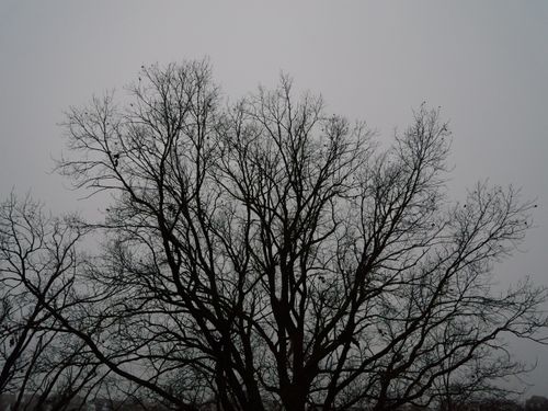 Free A silhouette of a bare tree in winter stands against a gray, overcast sky. Perfect for themes of solitude and nature. Stock Photo
