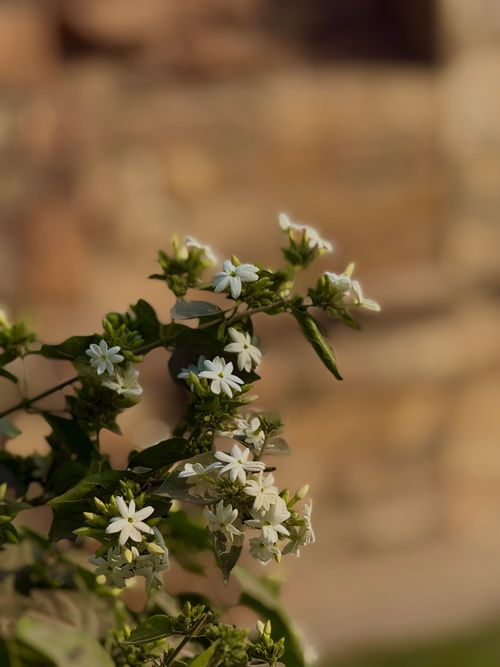 Free A detailed shot of jasmine flowers in soft daylight against a blurred background. Stock Photo