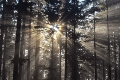 Sunbeams through misty forest, photo by hejpetrpepa Pepa on Pexels