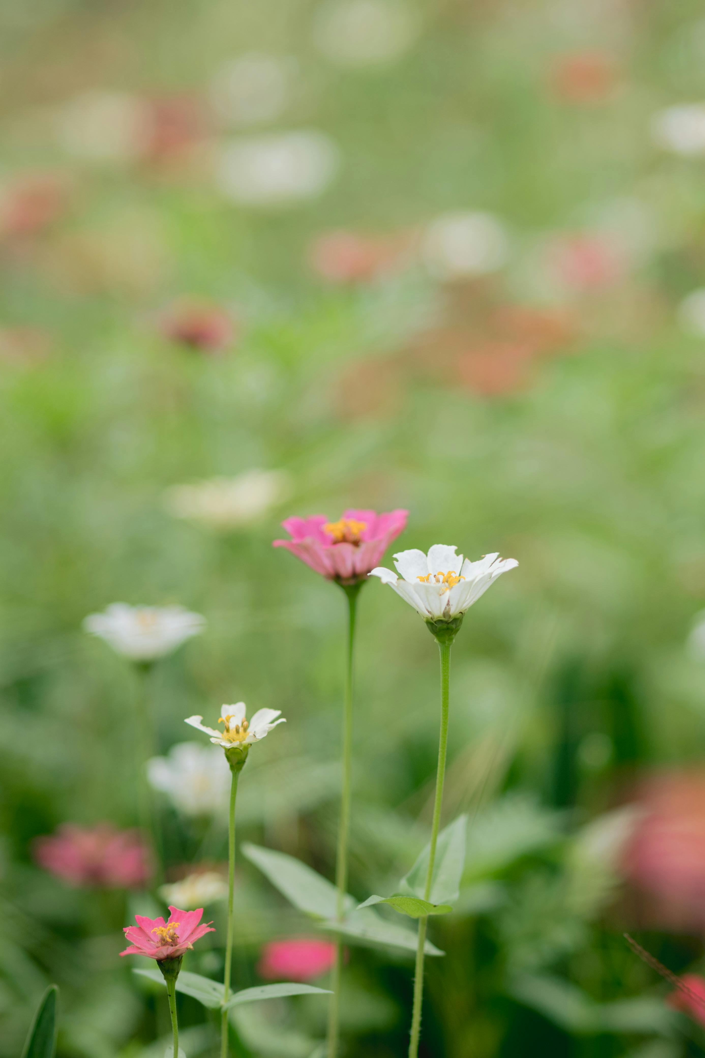 Free stock photo of flower, flower garden, flowers