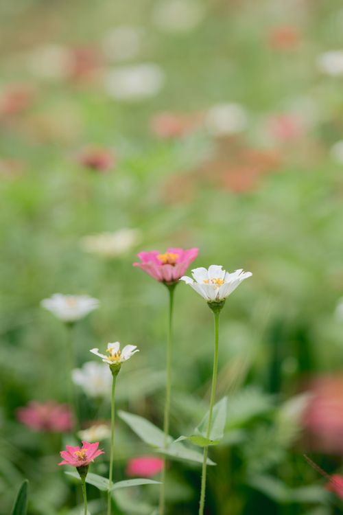 Free A serene garden with colorful wildflowers in full bloom, showcasing nature's beauty. Stock Photo