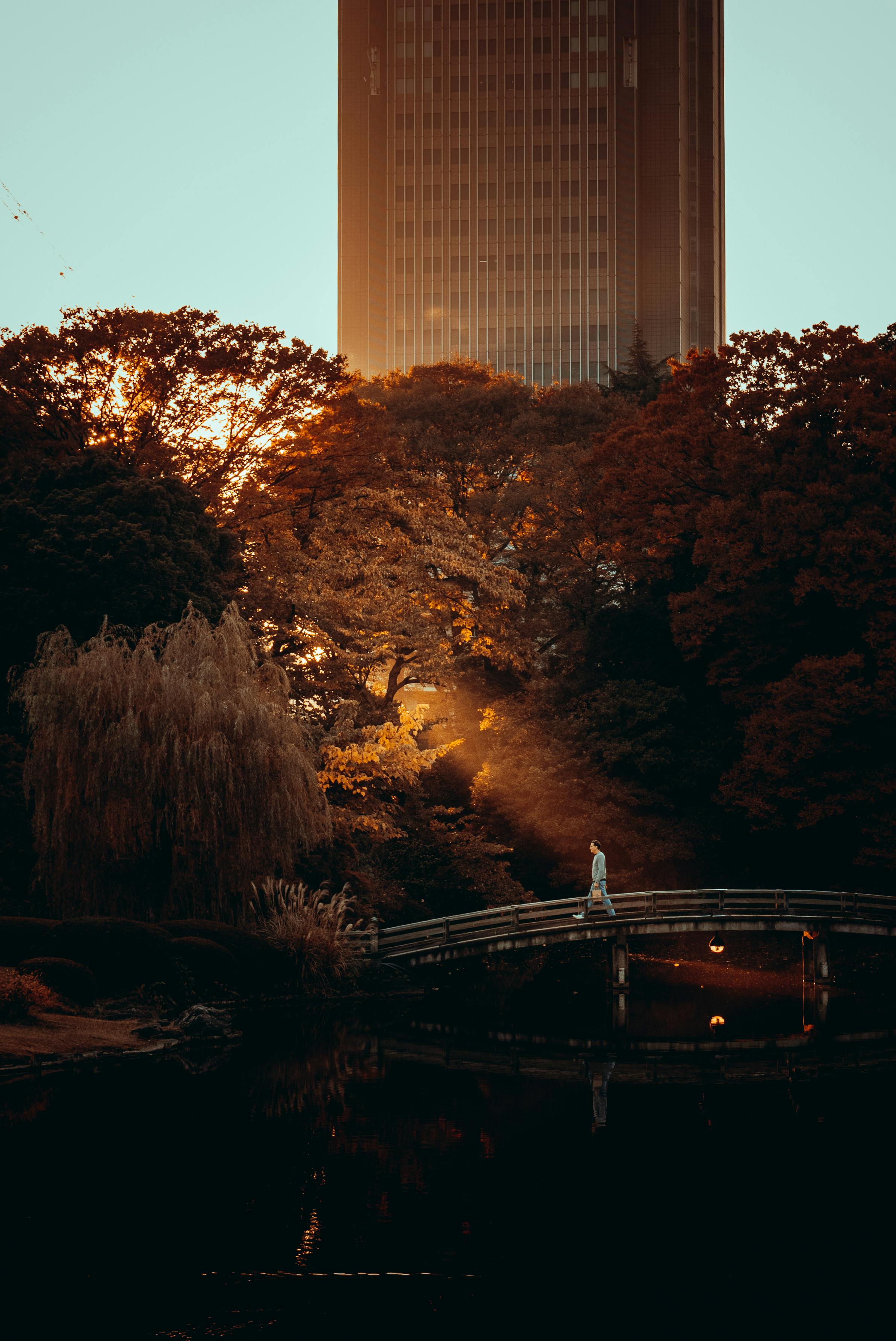 Tranquil bridge view surrounded by vibrant autumn foliage and modern skyscraper backdrop in Shinjuku, Tokyo.